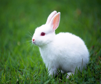 兔子的情侣网名 带有兔子的网名