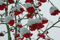形容雪景的优美句子 描写冬天雪景的句子